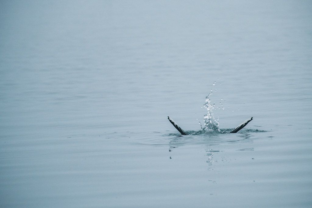 A bird submerging into water